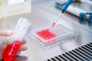 Các tế bào gốc được nuôi cấy và quan sát trong môi trường phòng lab hiện đại